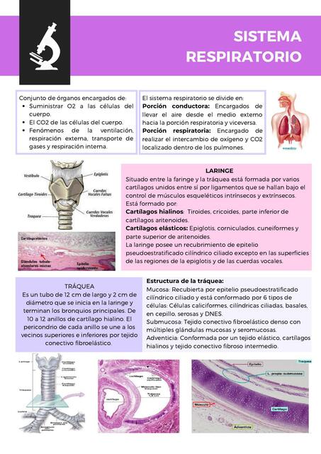 Histologia del Sistema Respiratorio