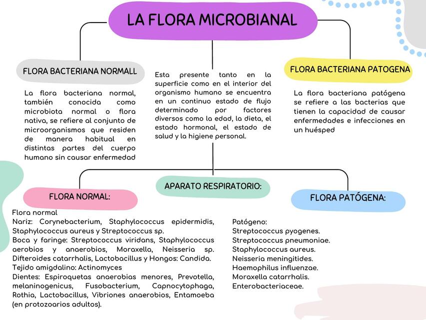 Mapa Conceptual Microbiologia