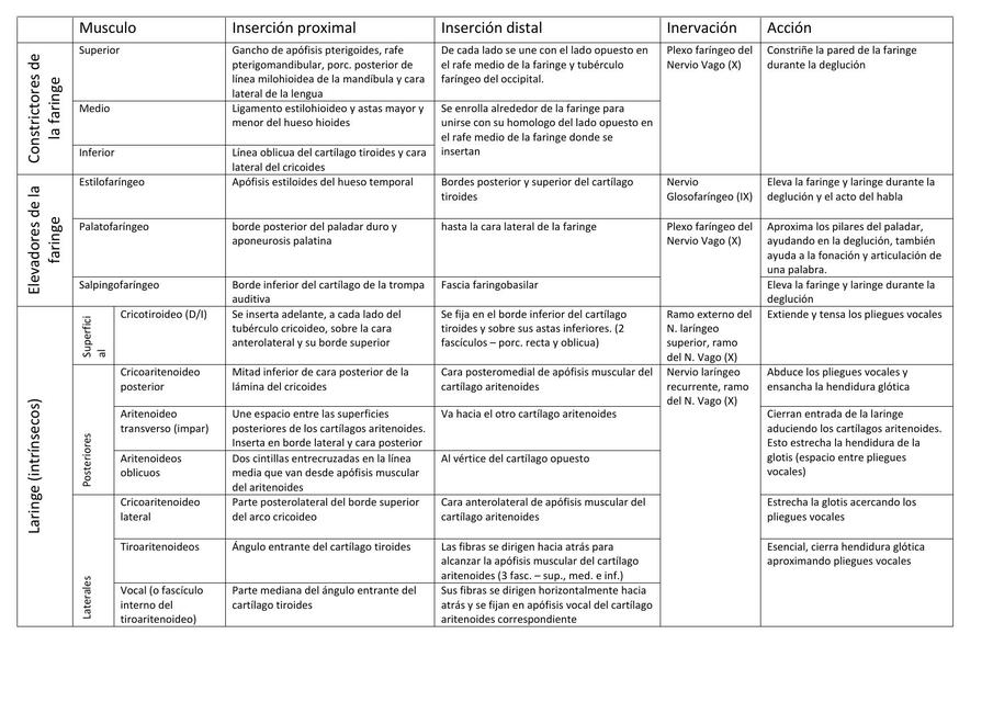 Músculos Faringe y Laringe