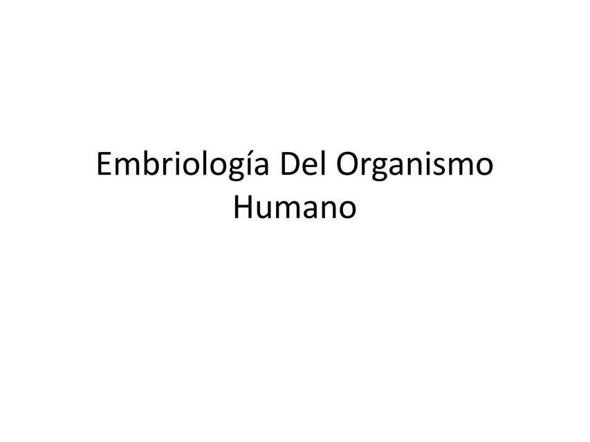 Embriología Del Organismo Humano