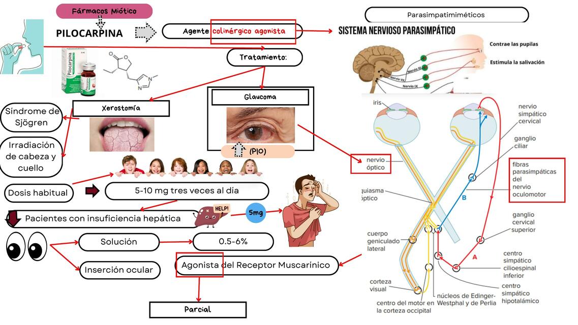 Pilocarpina | Farmacología | med learn21 | uDocz
