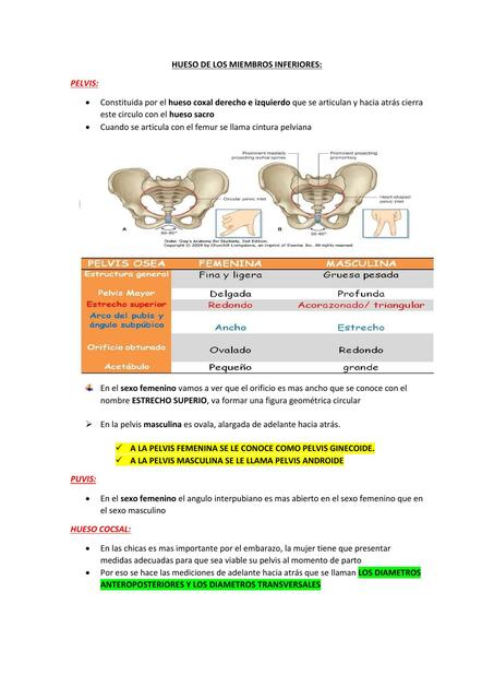 HUESO DE LOS MIEMBROS INFERIORES