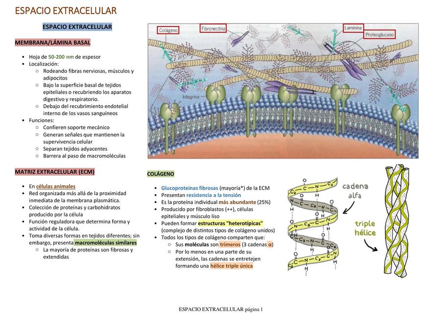 ESPACIO EXTRACELULAR Biología molecular Biología uDocz