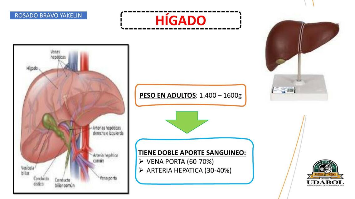 HÍGADO Y VESÍCULA BILIAR patologia especial ROBBIN