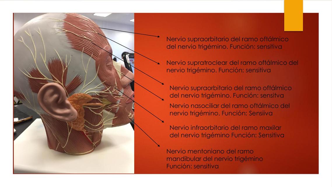 nervios cutaneos de la cabeza y cuello funciones | Gladys De la cruz