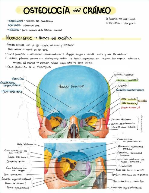 Huesos del cráneo