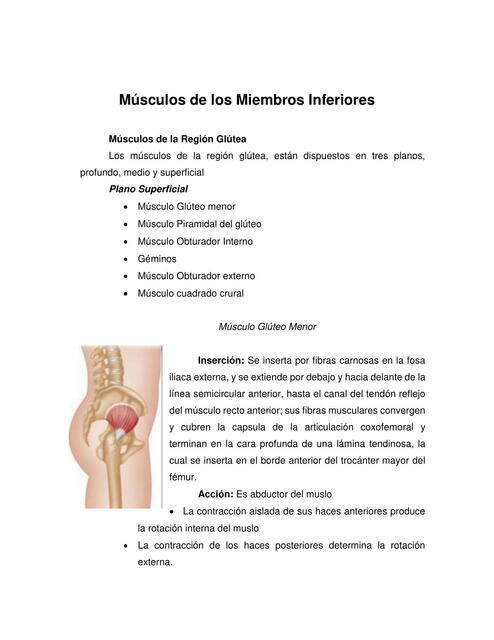 Músculos de los miembros inferiores