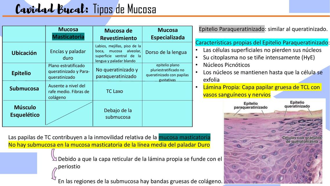 apuntes histo cavidad bucal