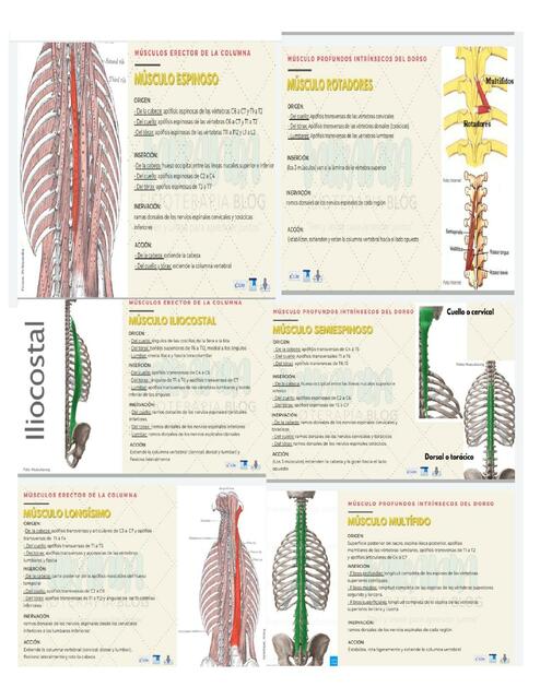 Músculos intrínsecos-Musculos internos