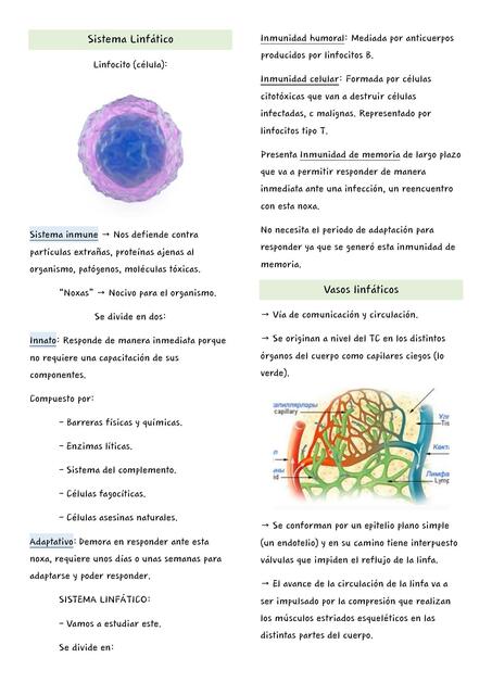Sistema Linfatico