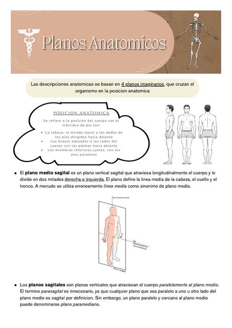 Planos Anatomicos