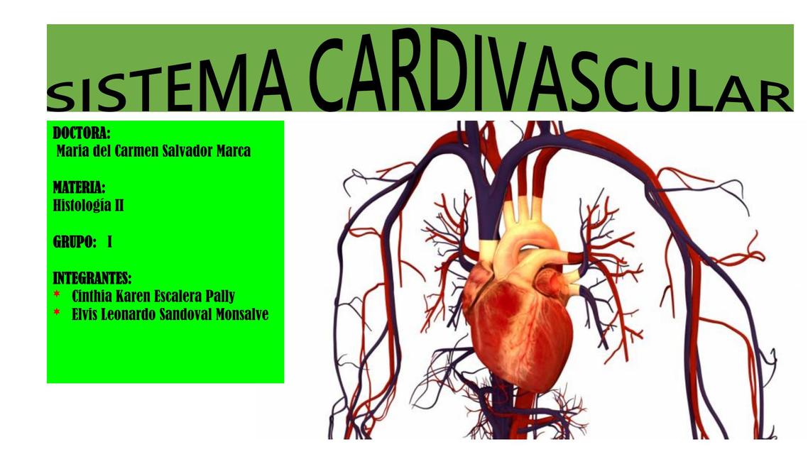 sistema cardiovascular 2