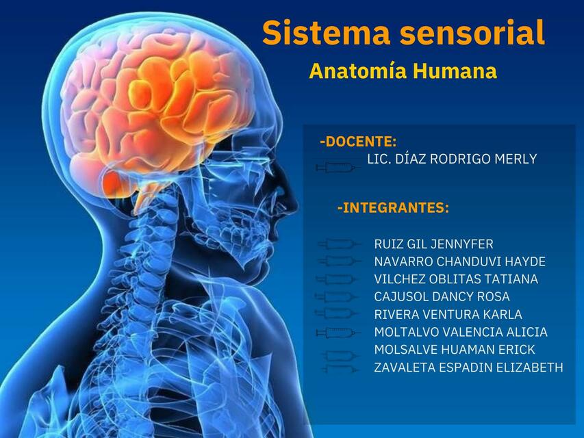 Sistema sensorial