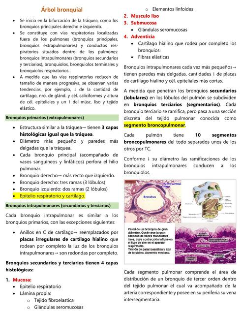 Histología de los bronquios