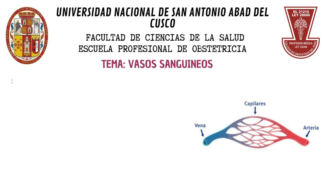 vasos sanguineos Grupo 6