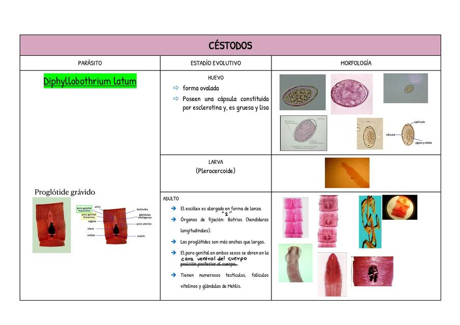 CUADRO IMÁGENES PARCIAL 2 PARA LABORATORIO