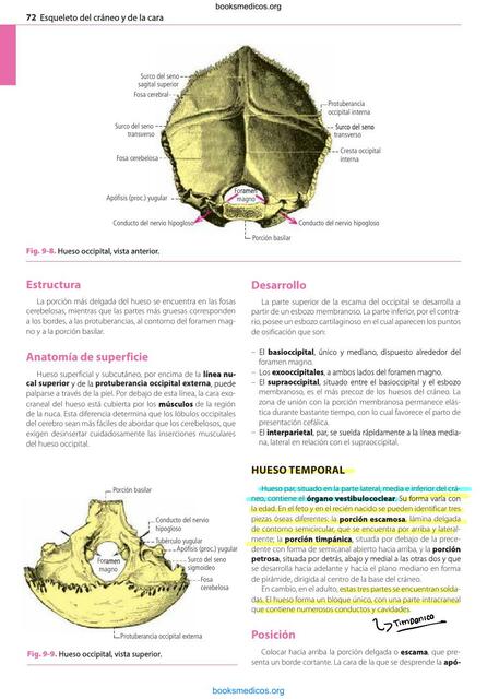 Esqueleto del cráneo y de la cara