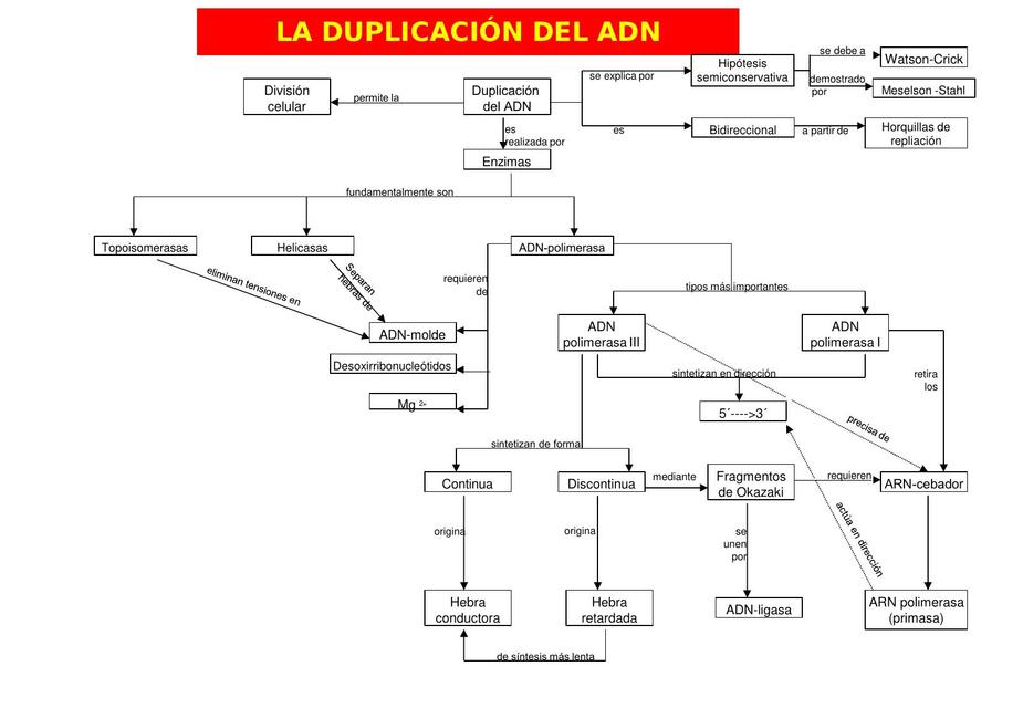 LA DUPLICACIÓN DEL ADN | Full ciencia | uDocz