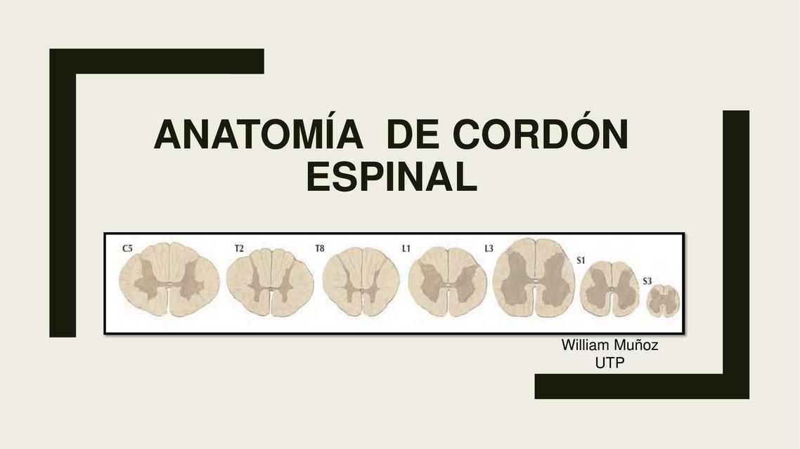 Anatomía de cordón espinal