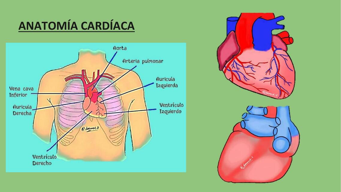 TRAUMA CARDIACO Y ESOFAGICO