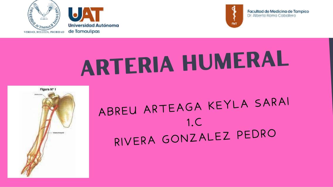 Arteria Humeral 