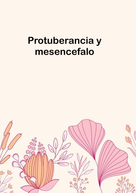 Protuberancia Y Mesencefalo