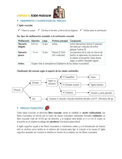 CAPÍTULO 11 tejido muscular
