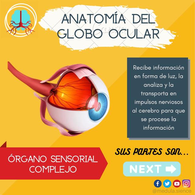 ANATOMÍA DEL GLOBO OCULAR