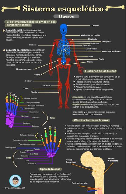 Sistema Esquelético