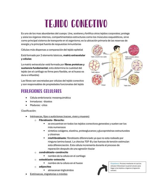 Tejido conectivo