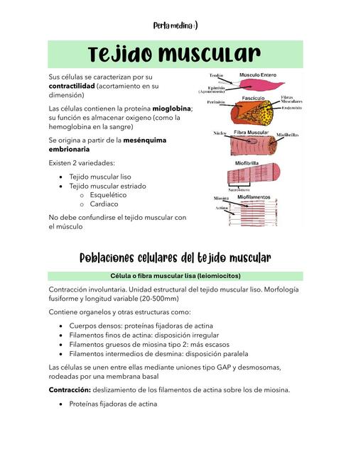 Tejido muscular