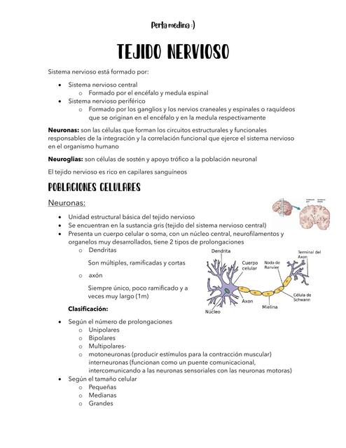 Tejido nervioso