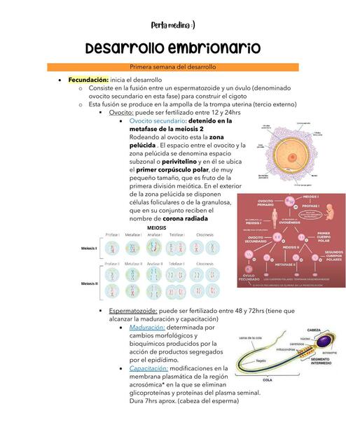 Desarrollo embrionario