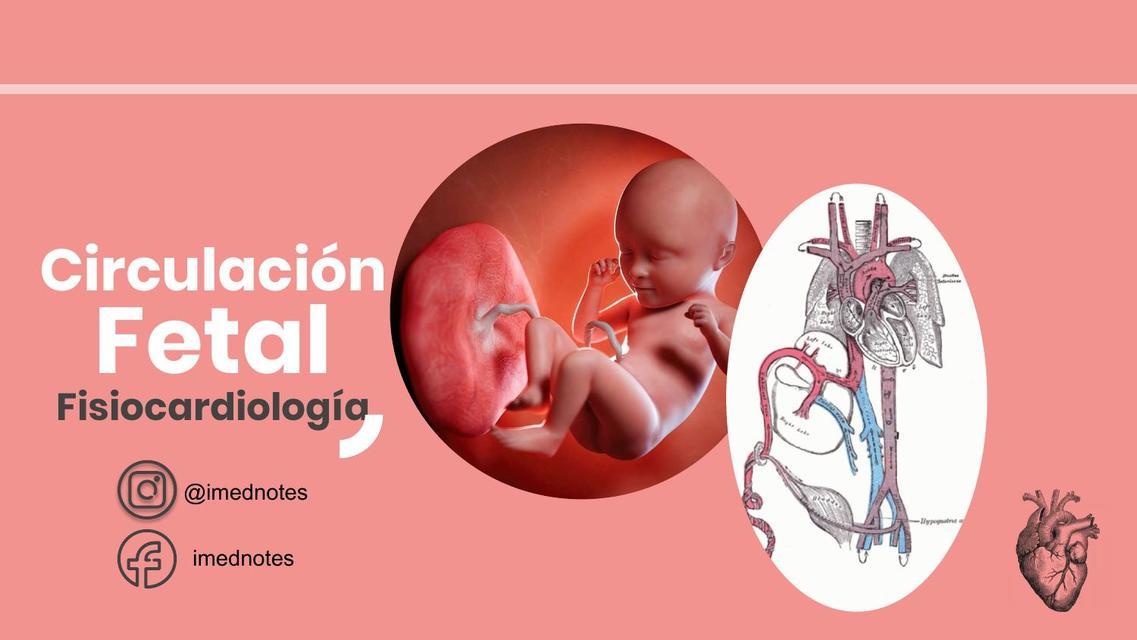 CIRCULACIÓN FETAL 