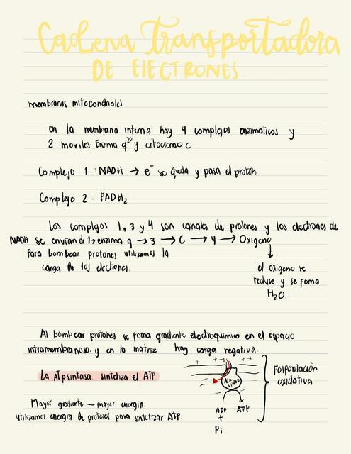 Cadena transportadora de electrones