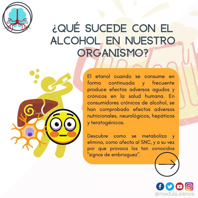 Alcohol en el organismo. Metabolismo y SNC