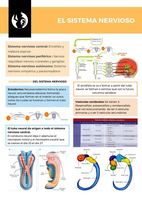 Embriogenesis del Sistema Nervioso