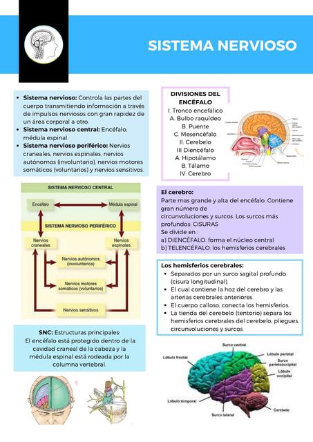 Anatomia del Sistema Nervioso