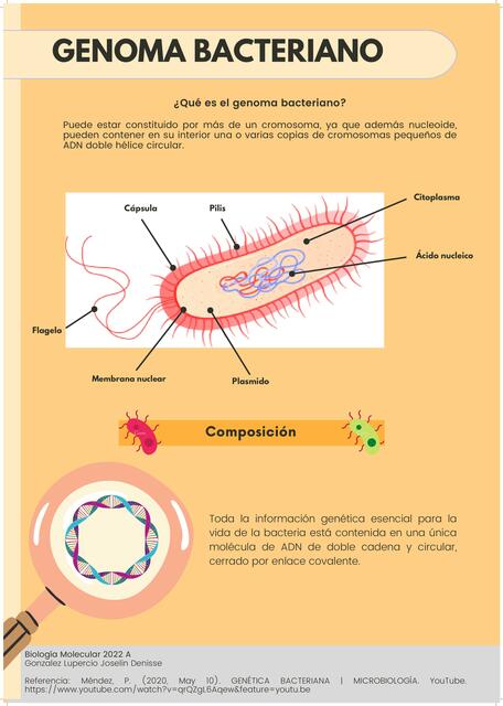 Genoma Bacteriano