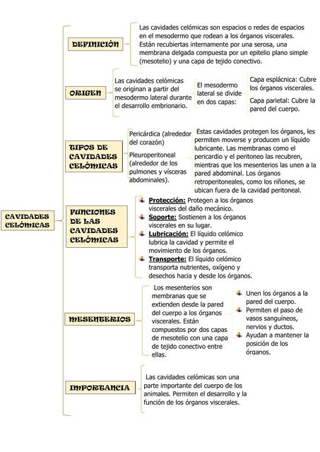 Cavidades celómicas