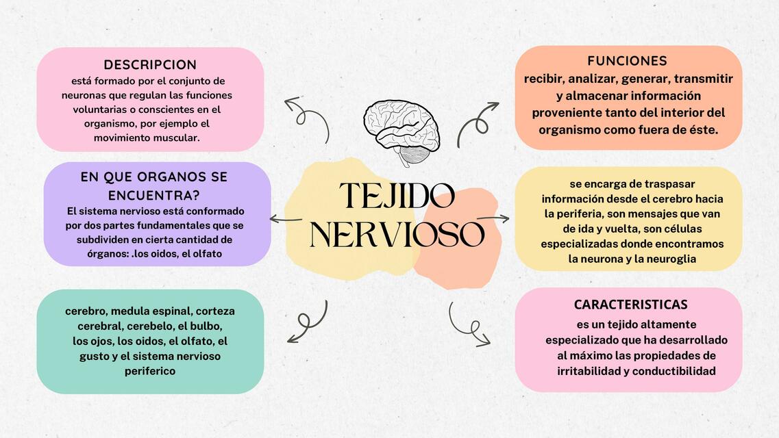 Tejido nervioso anatomia sem 5