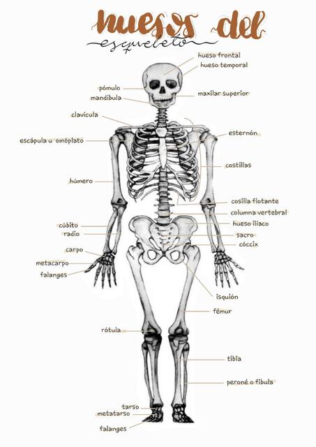 anatomia huesos del esqueleto