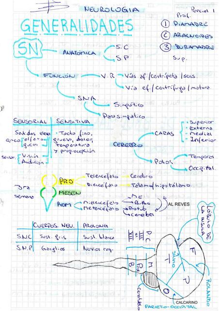 Resumen y apuntes parcial 1 NEUROLOGIA