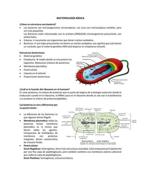 Microbiología Básica Resumen