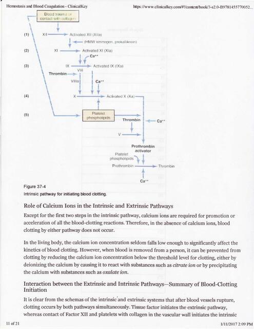 Hemostasis blood coagulation 2