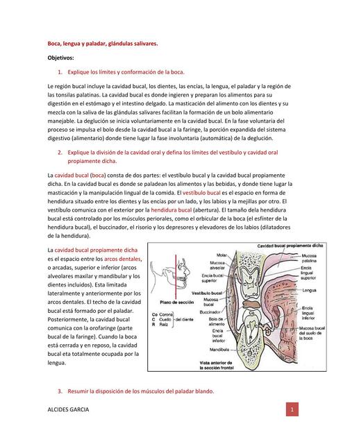 Boca lengua y paladar glándulas salivares