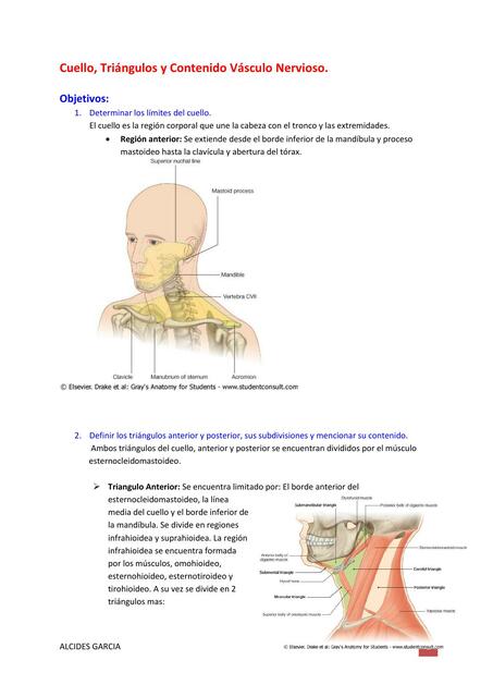 Cuello Triángulos y Contenido Vásculo Nervioso