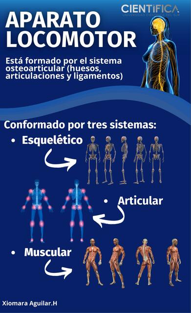 Aparato locomotor 