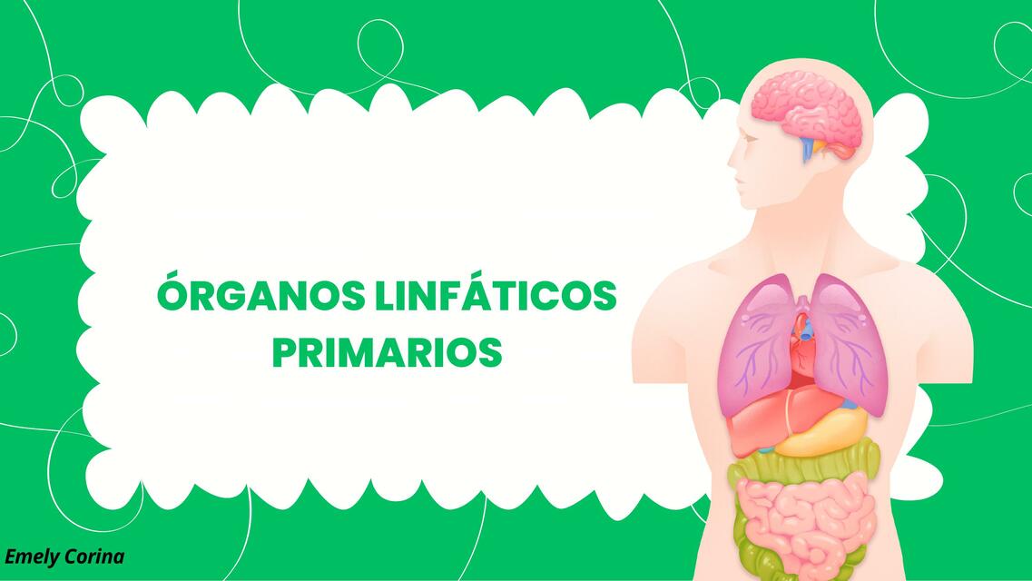 ÓRGANOS LINFÁTICOS PRIMARIOS ANATOMIA