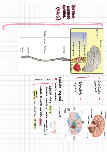 Organización general del sistema nervioso